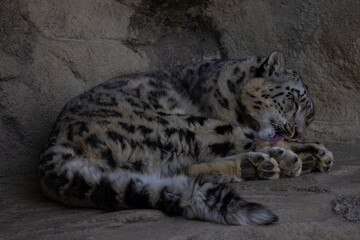 A snow leopard also called Panthera Uncia lies on a ledge and lurks for prey. What beautiful fur this animal has. Amazing nature.