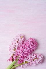 Macro closeup view of Hyacinth Pink Spring flowers on light pink background. perfume of blooming hyacinths symbol of early spring. concept of holiday, celebration, women, Mother day. Copyspace
