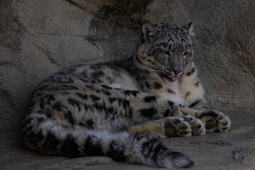 Fototapeta premium A snow leopard also called Panthera Uncia lies on a ledge and lurks for prey. What beautiful fur this animal has. Amazing nature.