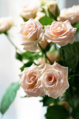 delicate coral roses and green leaves on a blurry light background