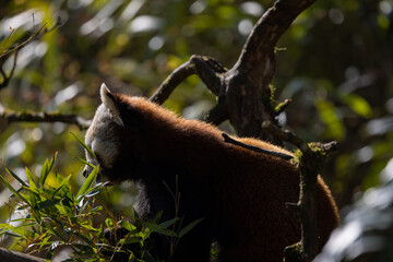 The red panda feeds mainly on bamboo and other plants. An extended wrist bone that functions like a...