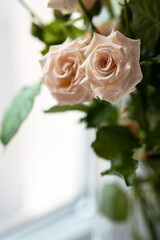 two delicate coral roses and green leaves