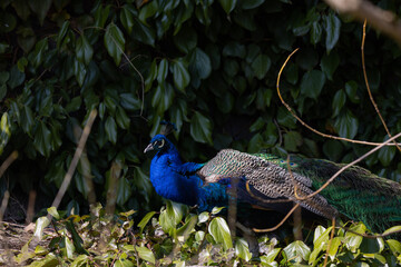 Naklejka premium The actual tail of the peacock is only 40 centimeters long. A kind of train of cover feathers up to one and a half meters long grows above it.