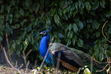 Naklejka premium The peacock rattles its wheel feathers. As soon as the hen approaches, he turns his back on her, only to turn around again and show the wheel.