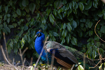 Fototapeta premium The peacock rattles its wheel feathers. As soon as the hen approaches, he turns his back on her, only to turn around again and show the wheel.