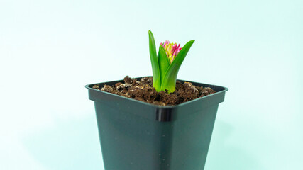 Spring flower hyacinth in a flower pot on a light blue background. High quality photo