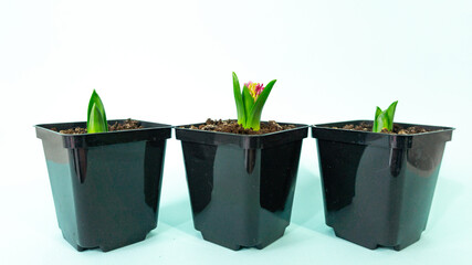 Three spring hyacinth flowers in flower pots on a light blue background. High quality photo