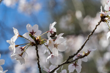 Cherry blossoms, Japanese Garden, Herastrau Park, Bucharest City, Romania 