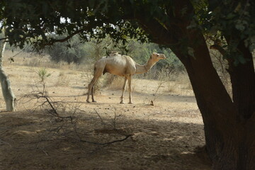 un chameau en pleine brousse 