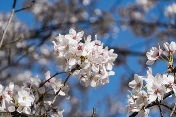 cherry tree blossom, Japanese Garden, Herastrau Park, Bucharest City, Romania 