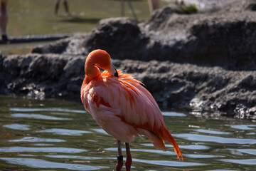 Together with algae and crabs, the flamingos absorb various dyes. These are first converted into reddish pigments in the liver and finally stored in the birds' feathers, resulting in their characteris