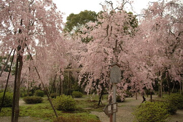 sakura, Kirschblüte, park, Kyoto, japan, Frühjahr, Gartenanlage, Garten, Schönheit,...