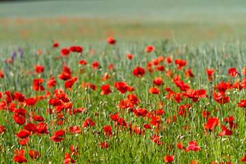 Roter Mohn 