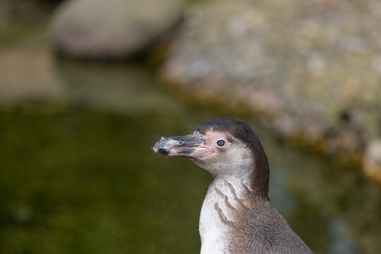 A great close-up of a Humboldt penguin, also known as Spheniscus humboldti. The penguin observes its surroundings and grooms itself.