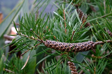 Close up of twig with Bottlebrush, (Callistemon) with seed capsules, met on Madeira, Portugal