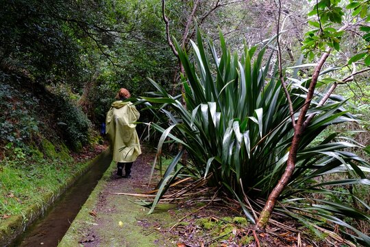 Beautiful views of Levada dos Tornos - Boaventura with tropical  plants and silhouettes of walking tourist on Madeira island, Portugal