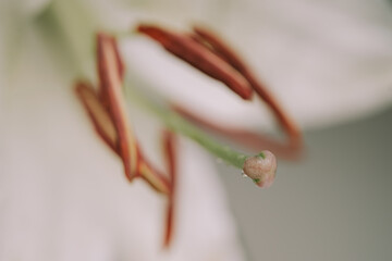 Macro view of lily petals. Selective focus. Blurred background