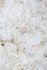 Minimal natural texture made of common milkweed fluffy seed hairs. Trendy flat lay plant pattern. Fur backgrounds concept. Close up of white feathers.