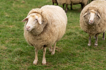Stehendes Schaf 