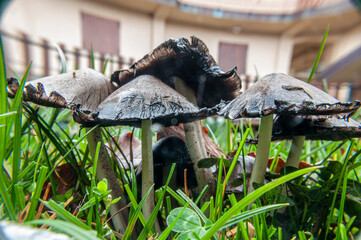 Closeup di funghi che spuntano dal terreno