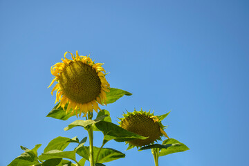 Unripe sunflower close-up on background of bright clear blue sky. Cultivation of agricultural...
