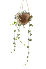 String of Hearts plant in DIY coconut shell pot