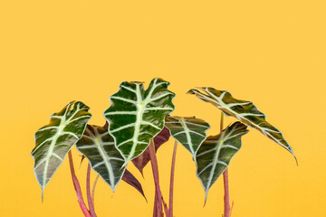 Alocasia African Mask plant over yellow background
