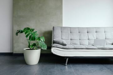 Monstera tree in a white pot, standing on a floor next to the sofa in the living room