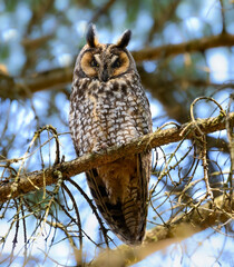 Long-eared Owl sitting on pine tree branch in early spring