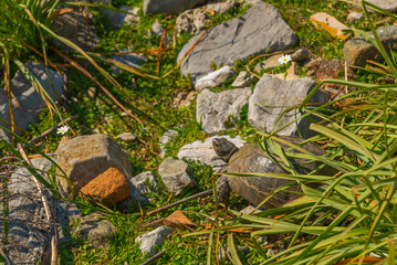 KAUNOS, DALYAN, TURKEY: The turtle walks along the stone in the ancient city of Kaunos.