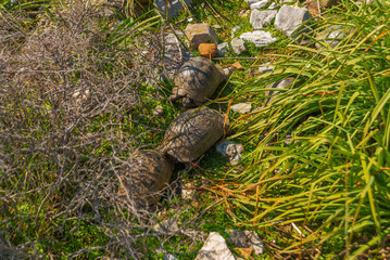 KAUNOS, DALYAN, TURKEY: Five turtles in the grass in the ancient city of Kaunos.