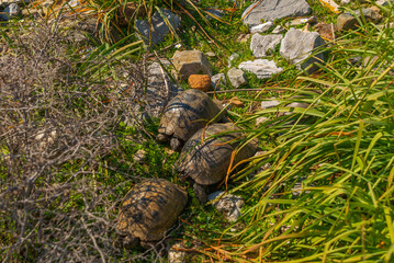 KAUNOS, DALYAN, TURKEY: Five turtles in the grass in the ancient city of Kaunos.