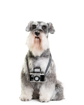 Humorous concept of schnauzer being a photographer.  Salt and pepper dog with a tiny camera around neck, isolated on white. Copy space. 