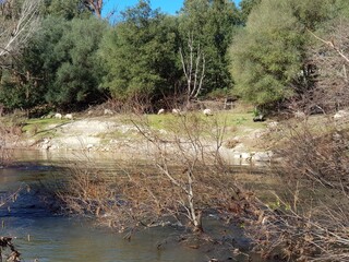 Fluss auf Korsika