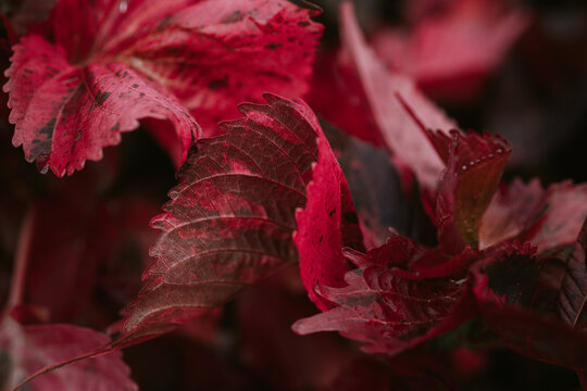 Close up of Copper Leaf or Acalypha wilkesiana for nature abstract background.