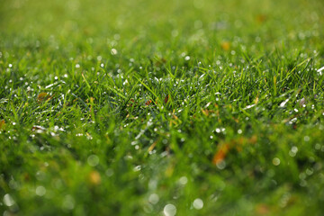 Closeup view of dew drops on fresh green grass outdoors