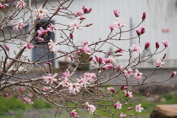 The cherry blossoms have bloomed this spring.