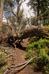 View of an uprooted tree fallen down in the hiking path. 