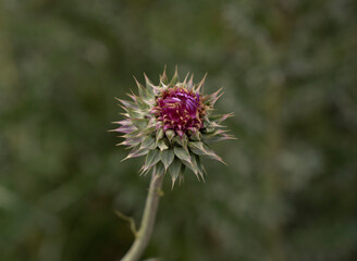 Floral. Closeup view of Cirsium vulgare purple flowers blooming in the field.