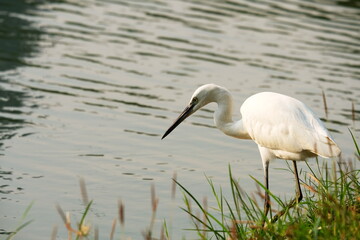 great white heron