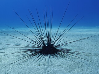 long spine sea urchin underwater  long spines moving in blue ocean scenery seaurchins