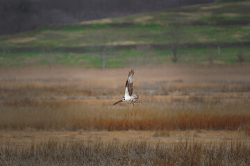 Osprey carrying a tree branch to its nest