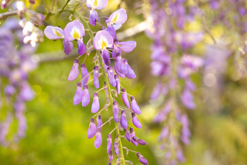 Pretty Wisteria Flower In Sunshine