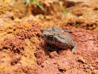 little frog on the ground