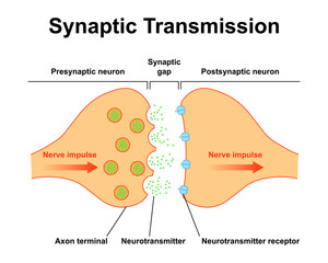 Scientific Designing of Synapse Structure. The Synaptic Transmission. Colorful Symbols. Vector Illustration.