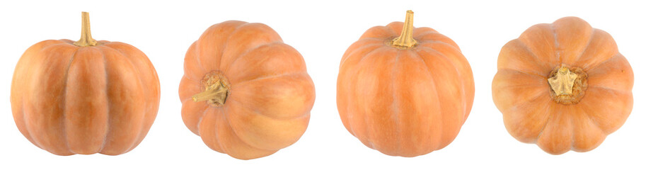 Panoramic collection fresh big pumpkins isolated on white