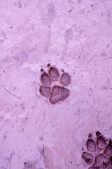 Dog footprint on the earth .