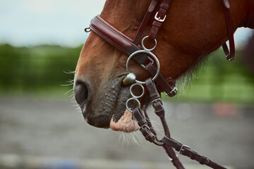 Straight from the horses mouth. Cropped shot of a ponys mouth and harness.