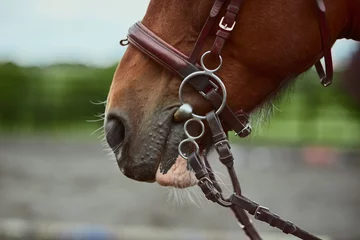Fotobehang Straight from the horses mouth. Cropped shot of a ponys mouth and harness. © AS/peopleimages.com