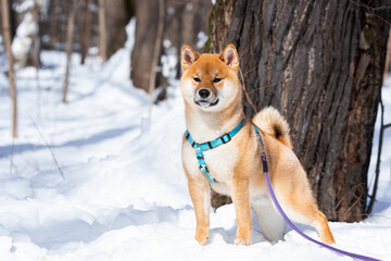 shiba inu dog in winter snow fairy tale forest.